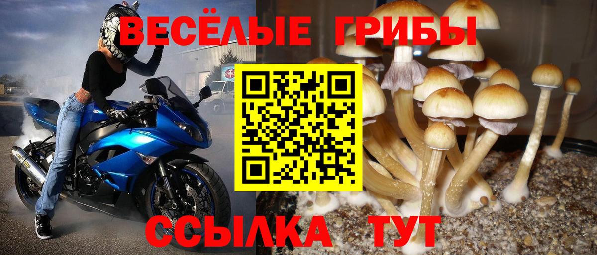 Дзержинск  Галлюциногенные грибы Cubensis  Вход с VPN 